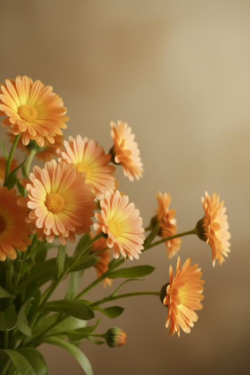 Calendula