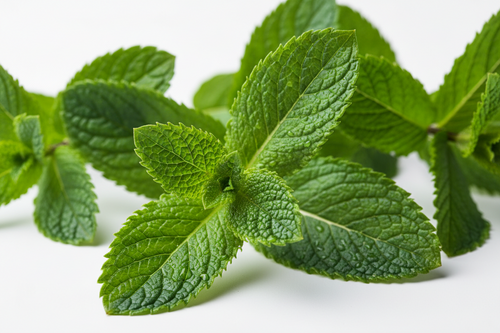 Mint